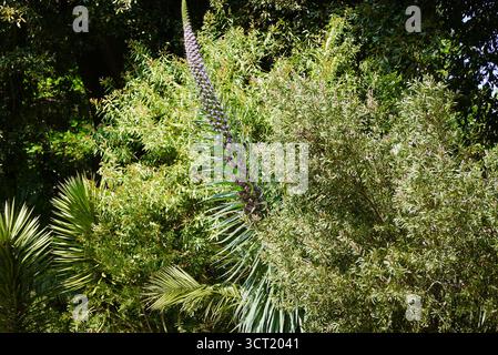Echium Pininana „Giant Viper's Bugloss“ (Tower of Jewels) Blumen in den subtropischen Gärten Abbotsbury, Abbotsbury, Weymouth, Dorset, England. Stockfoto