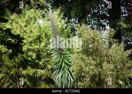 Echium Pininana „Giant Viper's Bugloss“ (Tower of Jewels) Blumen in den subtropischen Gärten Abbotsbury, Abbotsbury, Weymouth, Dorset, England. Stockfoto