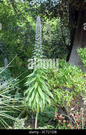 Echium Pininana „Giant Viper's Bugloss“ (Baum-Echium) in den Abbotsbury Subtropical Gardens, Abbotsbury, Weymouth, Dorset, England, UK. Stockfoto