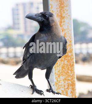 Die jahrhundertealten Handelsrouten rund um den Indischen Ozean haben es der indischen Hauskrähe ermöglicht, an der ostafrikanischen Küste anzukommen und zu gedeihen. Stockfoto