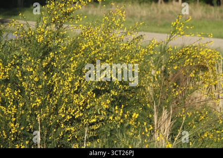 Virginia, USA. Scotch Besenpflanzen blühen im Frühling. Stockfoto