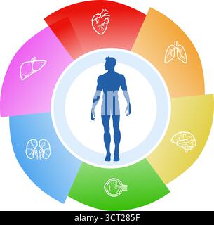 Anatomiediagramm Vektor-Illustration des menschlichen Körpers Stock Vektor