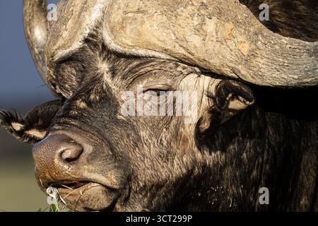 Nahaufnahme eines Cape Buffalo (Syncerus Caffer) mit detailliertem Blick auf die strukturierten Hörner und die rauen Gesichtszüge, Mokala National Park, Sout Stockfoto