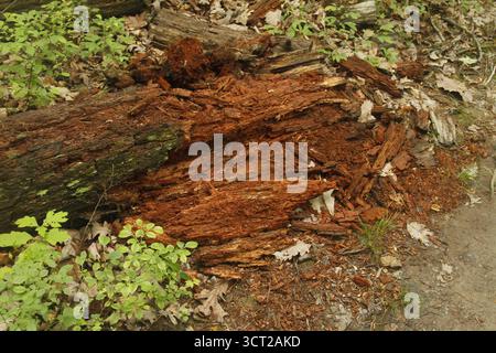 Nahaufnahme von verfaultem Baumstamm Stockfoto