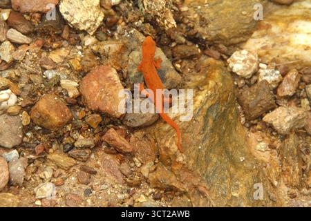 Der junge Rotfleckenmolch ist Virginia, USA Stockfoto