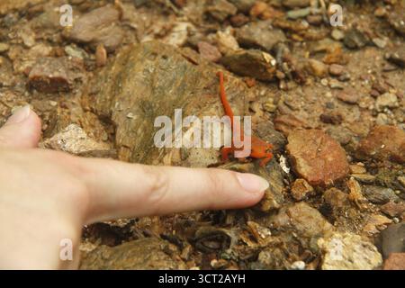 Der junge Rotfleckenmolch ist Virginia, USA Stockfoto