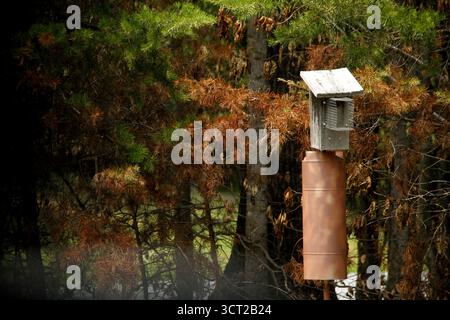 Einfaches hölzernes Vogelhaus in einem Garten Stockfoto