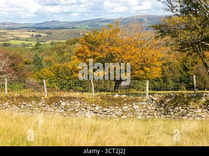 Herbstliche Farben der Bäume im Herbst, in der Nähe von Hayford, Buckfastleigh, Dartmoor Nationalpark, Devon, England, Großbritannien Stockfoto