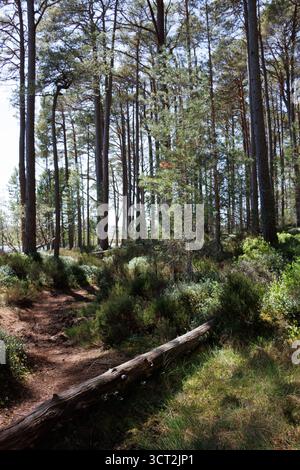 Großer Baumstamm auf einem Waldwanderweg, Schottland Stockfoto