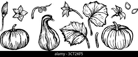 Set aus schwarz-weißer Skizze von Kürbissen mit Blättern im Vintage-Stil für Thanksgiving Day, Harvest Festival oder halloween. Botanische Skizze in Linear Stock Vektor