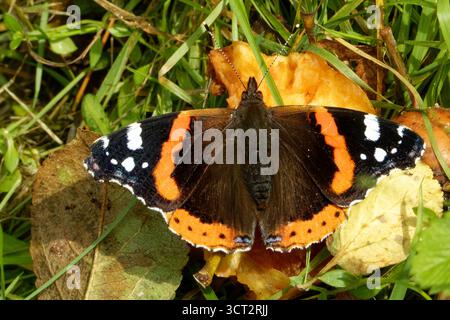 Vanessa atalanta, der rote Admiral oder früher der rote Admiral, ist ein gut charakterisierter, mittelgroßer Schmetterling. Stockfoto