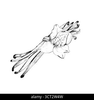 Tuschzeichnung von Vanilleschoten mit Blume in einem Haufen. Schwarz-weiße Strichkunst, Bäckerei-Gewürz. Aroma für Essen, Kosmetik. Handgezeichnete monochrome Illustraten Stockfoto