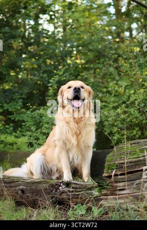 Ein lächelnder goldener Retriever sitzt auf einem Baumstamm im Wald. Im Hintergrund sind grüne Blätter zu sehen. Stockfoto