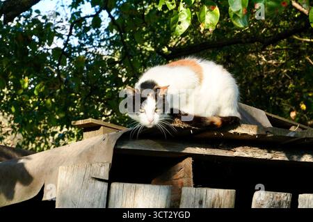 Hauskatze sitzt auf dem Dach eines Holzhauses im Garten Stockfoto
