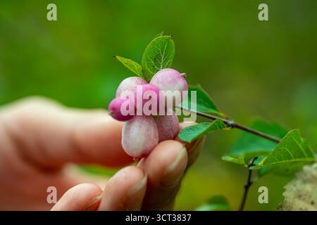 Foto von Close Up Snowberry Girl hält Beeren in Handgärten Freilandwirtschaft Stockfoto