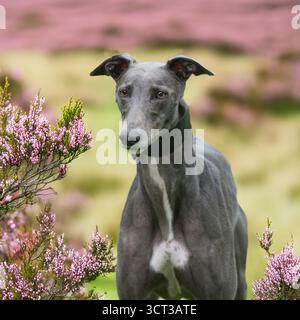 windhund-Hund in Heidekraut und Gras Stockfoto