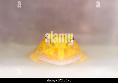 Pacman Frosch vor weißem Hintergrund Stockfoto