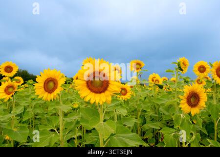 Sonnenblumenfeld gegen blauen Himmel Stockfoto