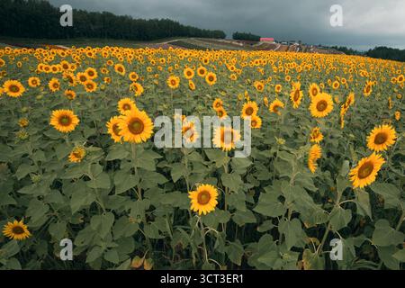 Sonnenblumenfeld gegen blauen Himmel Stockfoto