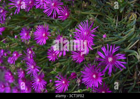 Nahaufnahme einer Hummel auf einer lila Drosanthemenblume Stockfoto