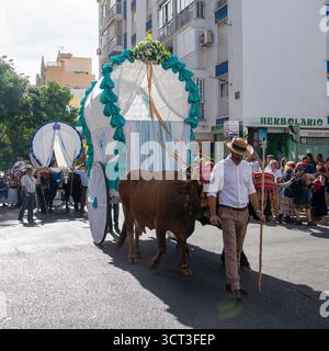 Fuengirola, Malaga, Spanien. 28. September 2025. Verantwortlich für die Führung der Ochsen in traditioneller andalusischer Kleidung an der Vorderseite Stockfoto