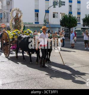 Fuengirola, Malaga, Spanien. 28. September 2025. Verantwortlich für die Führung der Ochsen in traditioneller andalusischer Kleidung an der Vorderseite Stockfoto