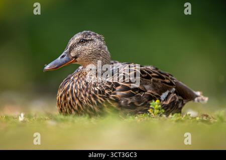 Eine weibliche Stockente am Ufer eines Teiches in der Ile de France Stockfoto