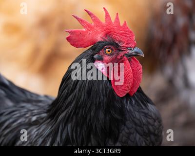 Eine Nahaufnahme des Kopfes eines schwarzen Hahns mit einem roten Kamm. Stockfoto