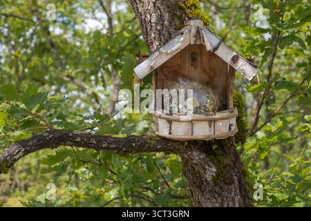 Ein Nistkasten auf einer Eiche mit einem Nest und einem Ei darin Stockfoto