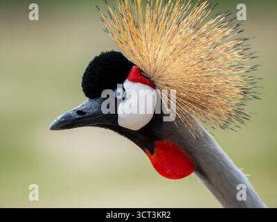 Nahaufnahme eines königlichen oder gekrönten Krans Balearica regulorum Stockfoto