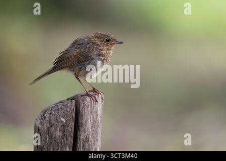 Ein junger rotkehlchen des Jahres, der auf einem Holzmast im Profil sitzt Stockfoto