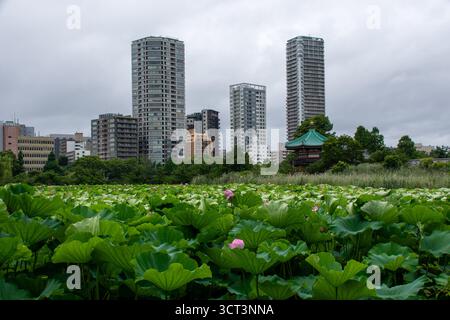 Lotus-Teich und Skyline der Stadt im Ueno Park in Tokio, Japan Stockfoto