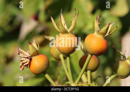 Hagebutten Stockfoto