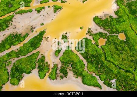 Ein Feuchtgebiet in den Sümpfen an der Mündung des Flusses Orne in der Normandie Stockfoto