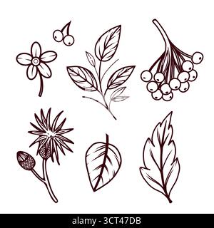 Eine Reihe von Vektorillustrationen, Herbstblätter, Beeren und Pflanzen. Alles ist handgezeichnet im Vektor. Die Abbildung eignet sich zum Bedrucken Stock Vektor