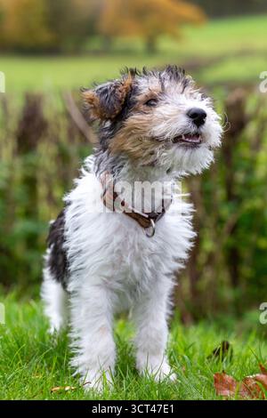 Draht-Fuchs-Terrier-Welpe in einem englischen Garten zur Herbstzeit. Nahaufnahmen eines kleinen Hundes. Stockfoto