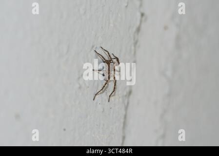 Eine Wolfsspinne (Pardosa sp.) Auf einer Mauer in Chobham Common, Surrey Stockfoto
