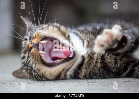 Tabby-Katze liegt auf einem Hof auf einer Farm Stockfoto