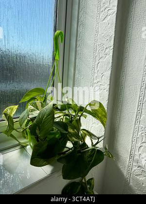 Goldene Pothos Pflanze in einem hängenden Topf an einem sonnigen Fenster Stockfoto