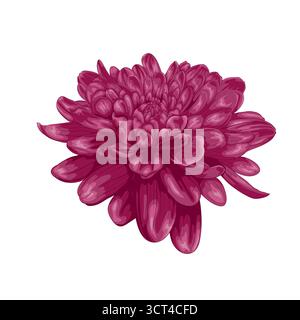 Schöne lila Dahlia isoliert auf weißem Hintergrund Stock Vektor