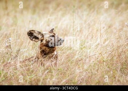 Afrikanisches Wildhundeporträt im Gras im Kruger-Nationalpark, Südafrika; Specie Lycaon pictus Familie der Canidae Stockfoto