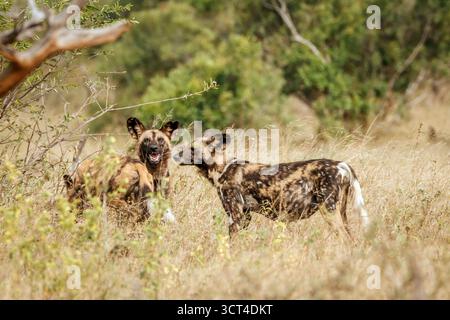 Drei afrikanische Wildhunde stehen in der Savanne im Kruger-Nationalpark, Südafrika; Specie Lycaon pictus Familie der Canidae Stockfoto