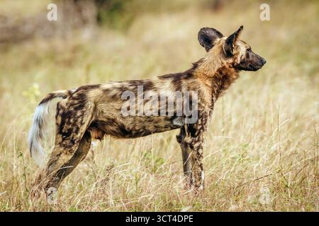 Afrikanischer Wildhund in warnender Seitenansicht im Kruger-Nationalpark, Südafrika; Specie Lycaon Pictus Familie der Canidae Stockfoto