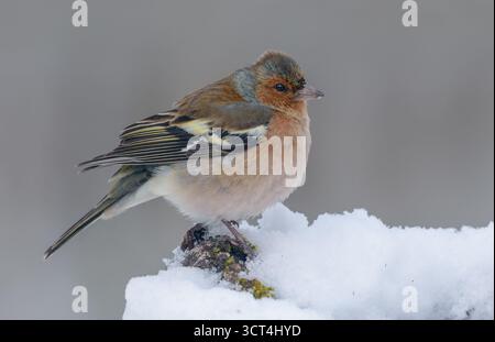 Männliche Fringilla coelebs versuchen verzweifelt, in tiefem Schnee zu überwintern Stockfoto