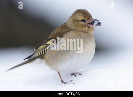 Weibliche Kaffinchen (Fringilla coelebs) ernähren sich von Sonnenblumenkernen durch sehr harten Winterzauber Stockfoto