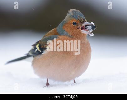 Männliche Kaffinchen (Fringilla coelebs) ernähren sich von Sonnenblumenkernen durch sehr raue Winterkälte Stockfoto