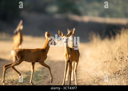 Drei junge Rehe auf einer Landstrecke im warmen Abendlicht Stockfoto