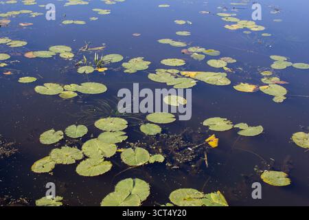 Grüne Seerosenblätter auf der Oberfläche eines Sees. Die Oberfläche eines Waldsees an einem sonnigen Sommertag. Stockfoto