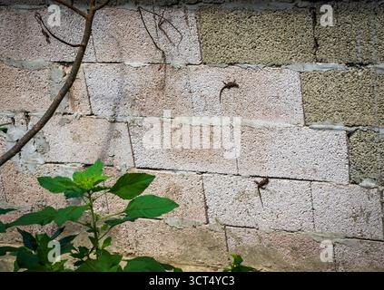 Zwei Eidechsen an einer Steinmauer Stockfoto