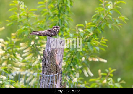 Die Europäische Nachtschüssel (Caprimulgus europaeus), gewöhnlicher Ziegenlutscher, eurasischer Nachtschrank oder einfach nur Nachtschrank ist ein krepuskulärer und nächtlicher Vogel Stockfoto